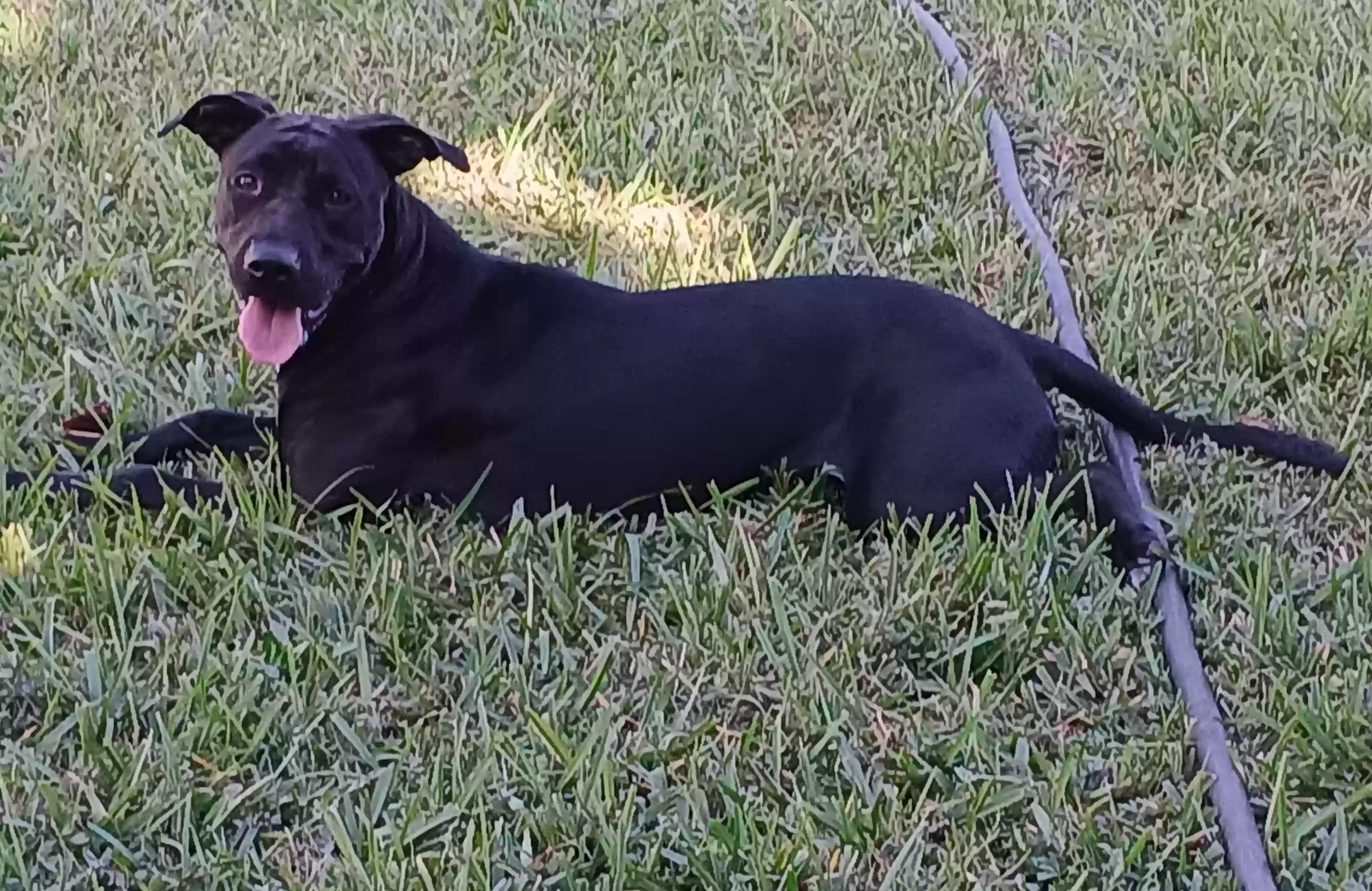 adoptable Dog in Miami,FL named Kiki